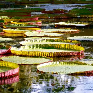 Water Lily Water Lily