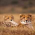 Cheetahs Cheetahs